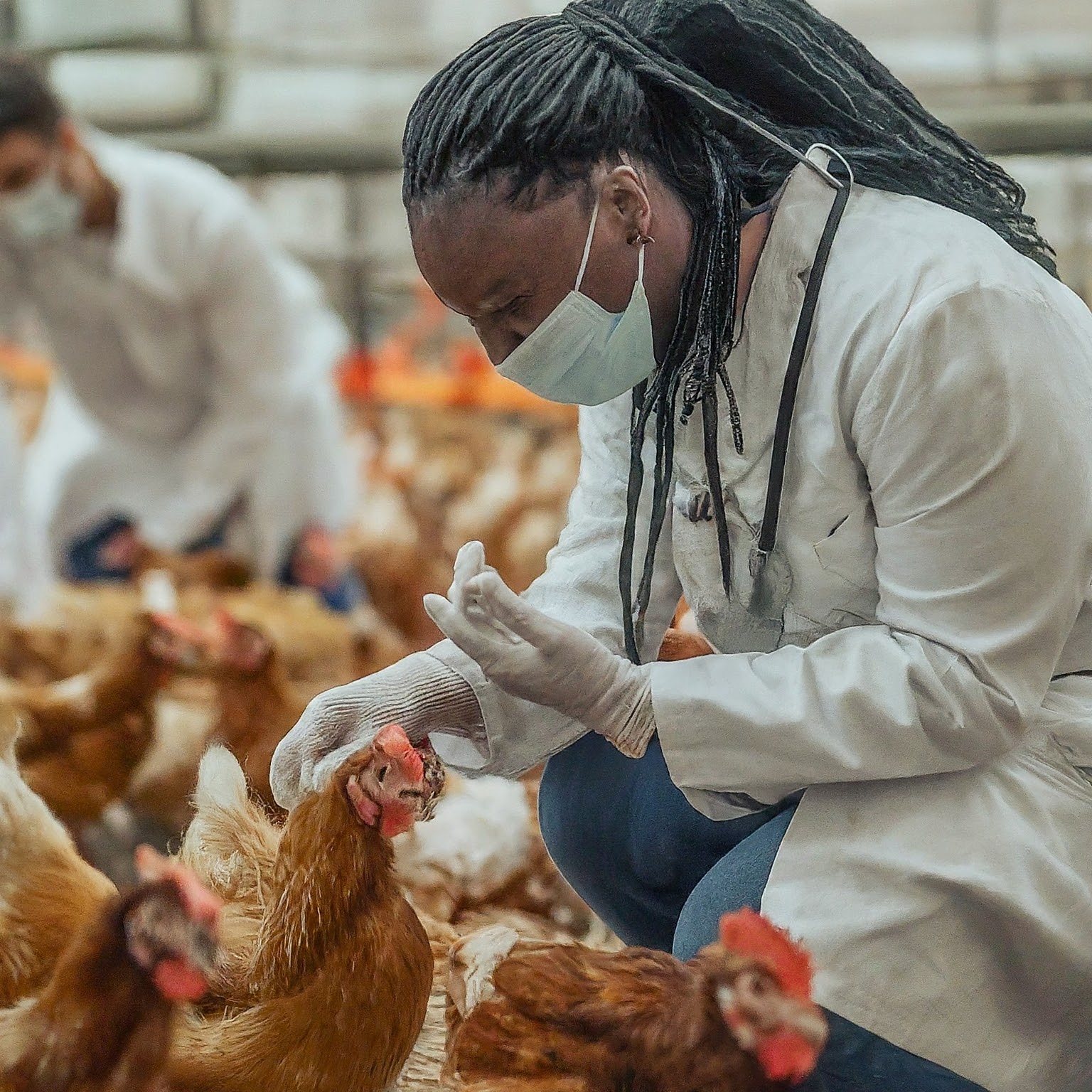 Vaccination Schedule for Broiler and Layer Chickens
