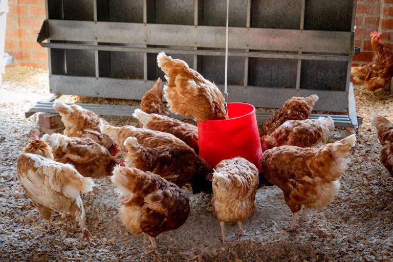 Beginner's Guide to Poultry Biosecurity: Protecting Your Flock